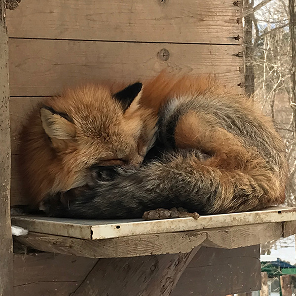 A fluffy fox friend having a nap on a platform
